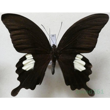 Papilio sataspes Felder & Felder, 1864 Indonesia, Sulawesi 104mm86